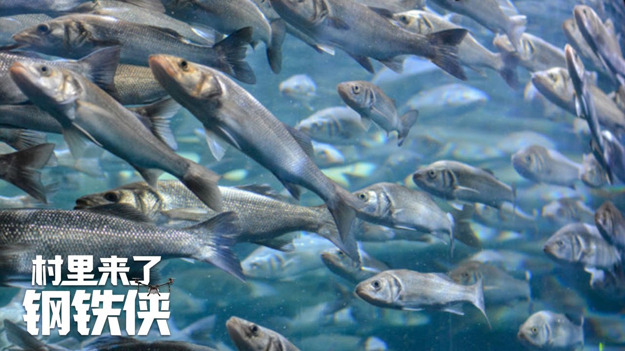 深海智能养殖网箱一次性可以养殖70万尾鱼！如此强大的“海洋牧场”你见过吗？|「村里来了“钢铁侠”」20230109