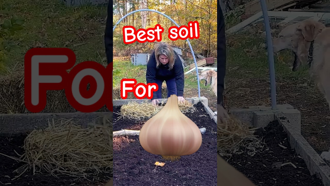 Best Soil for Planting Garlic