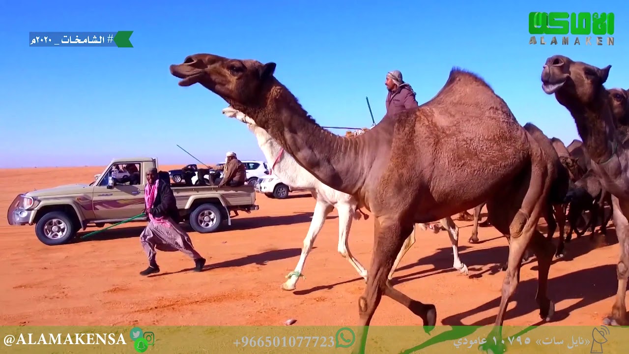 مسيرة رجل الاعمال ومالك الابل / محمد عبد الله العامري 100 صفر