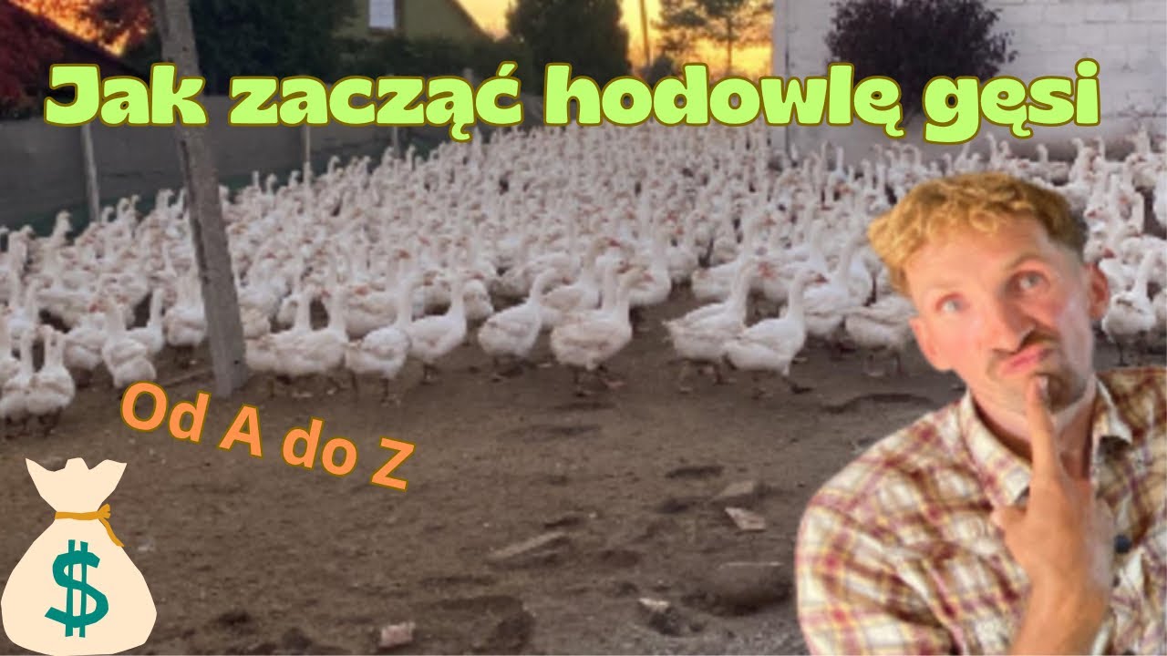 Wydałem 120 000 Zł na 2000 sztuk gęsi ?! Czy to się opłaca ?🪿Hodowla od A do Z 😎