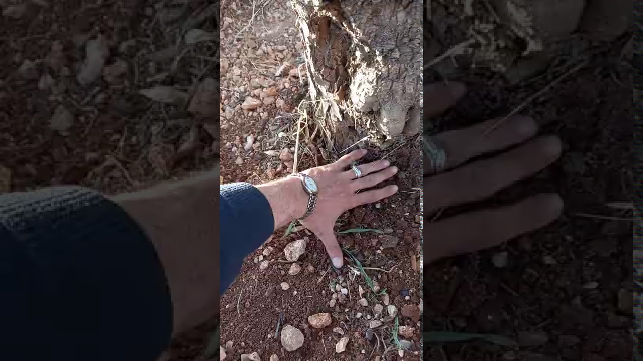 دعم الأشجار بالسماد العضوي ( الزبل )