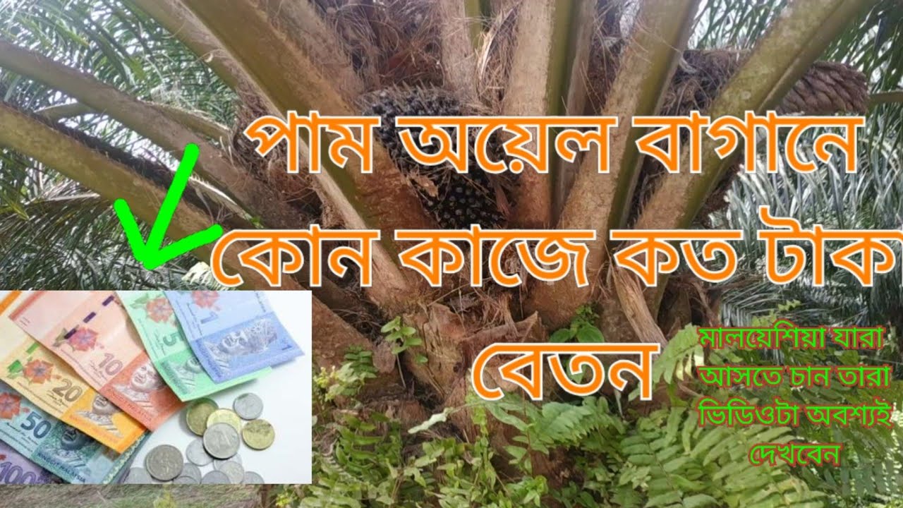 মালয়েশিয়া পামওয়েল বাগানে কার কত বেতন এবং কে কি কাজ করে