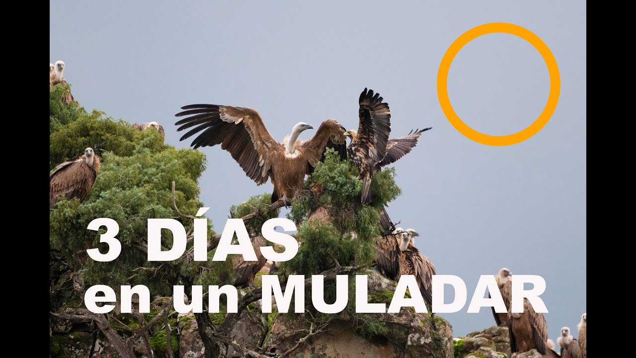 3 DIAS EN UN HIDE DE UN MULADAR