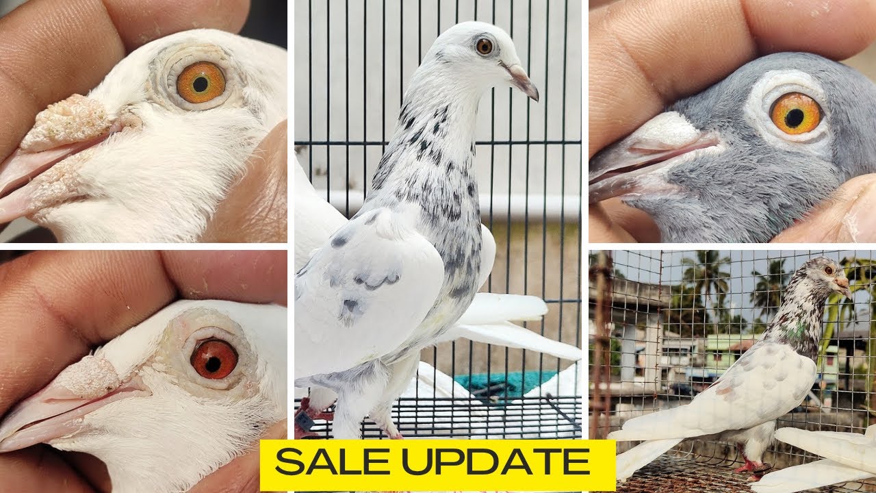 PIGEON SALE UPDATE | പറവ പ്രാവുകൾ വില്പനക്ക് അത് പോലെ കോഴികളും 