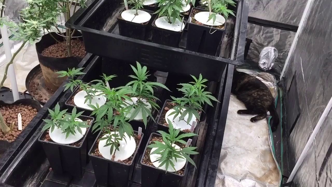 Flower🌺 Wk1-0 (D28) BlueDream Sherbet SpydrX Plus 🕷 LED