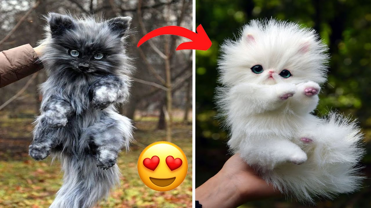 Cute Animals To Cure Your Depression Compilation 😍 | December 2021
