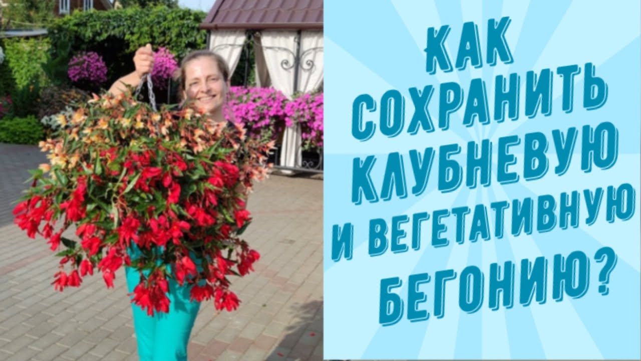 КАК СОХРАНИТЬ КЛУБНЕВУЮ И ВЕГЕТАТИВНУЮ БЕГОНИЮ?