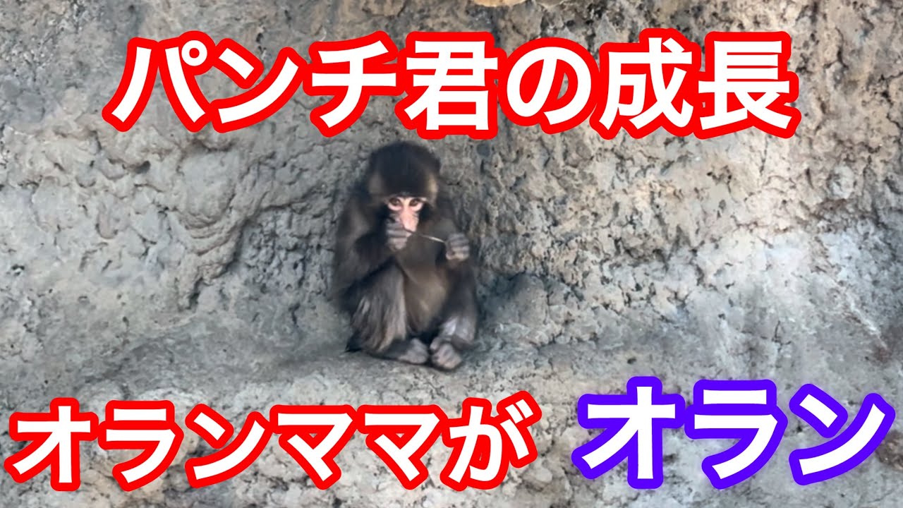 【最新】3月14日パンチ君の成長🐒オランママがオラン😊
