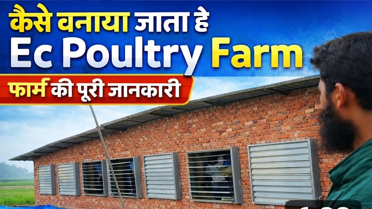 EC poultry farm की लोकेशन कैसे होना  #फार्म बनवाने वाले वीडियो को जरूर देखें#ecpoultryfarm 