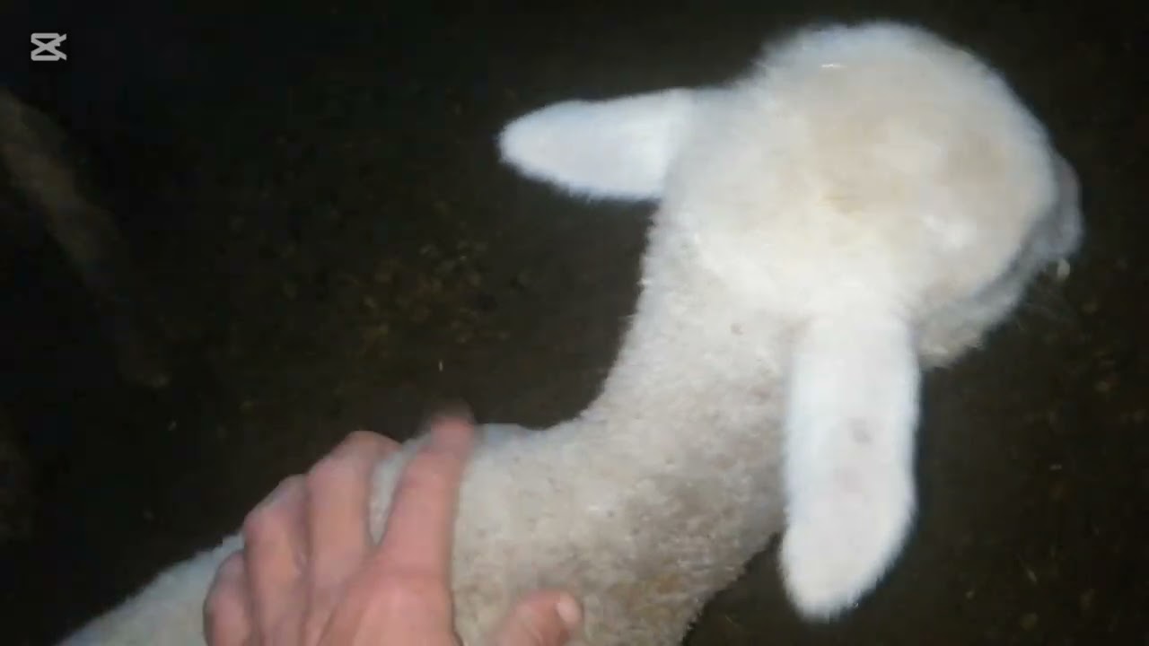 Akbaran ve &ccedil;akalın et verdik koyun bakımı yapıldı kuzulara yem verdim