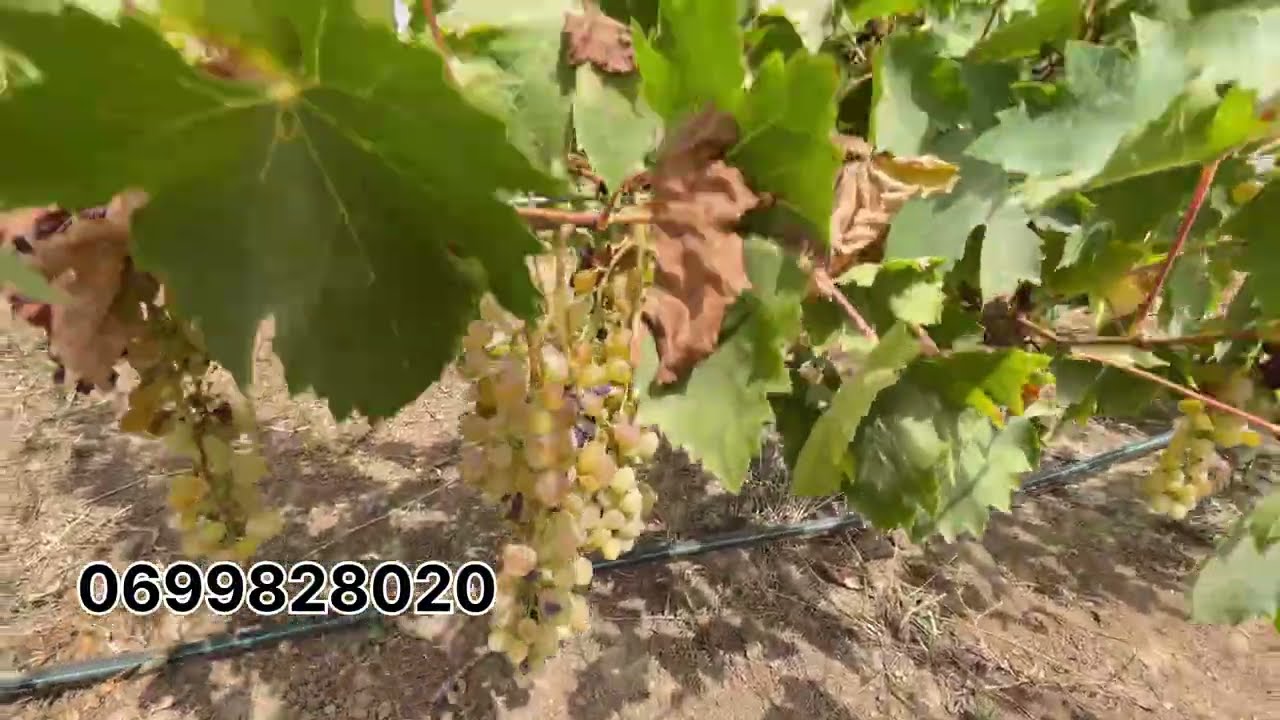 فيرمة صغيرة مسجلة و محفظة للبيع من نواحي بنسليمان 📍 فيها دار صغيرة 🚨و الثمن جد مناسب🔥 على الكودرون 