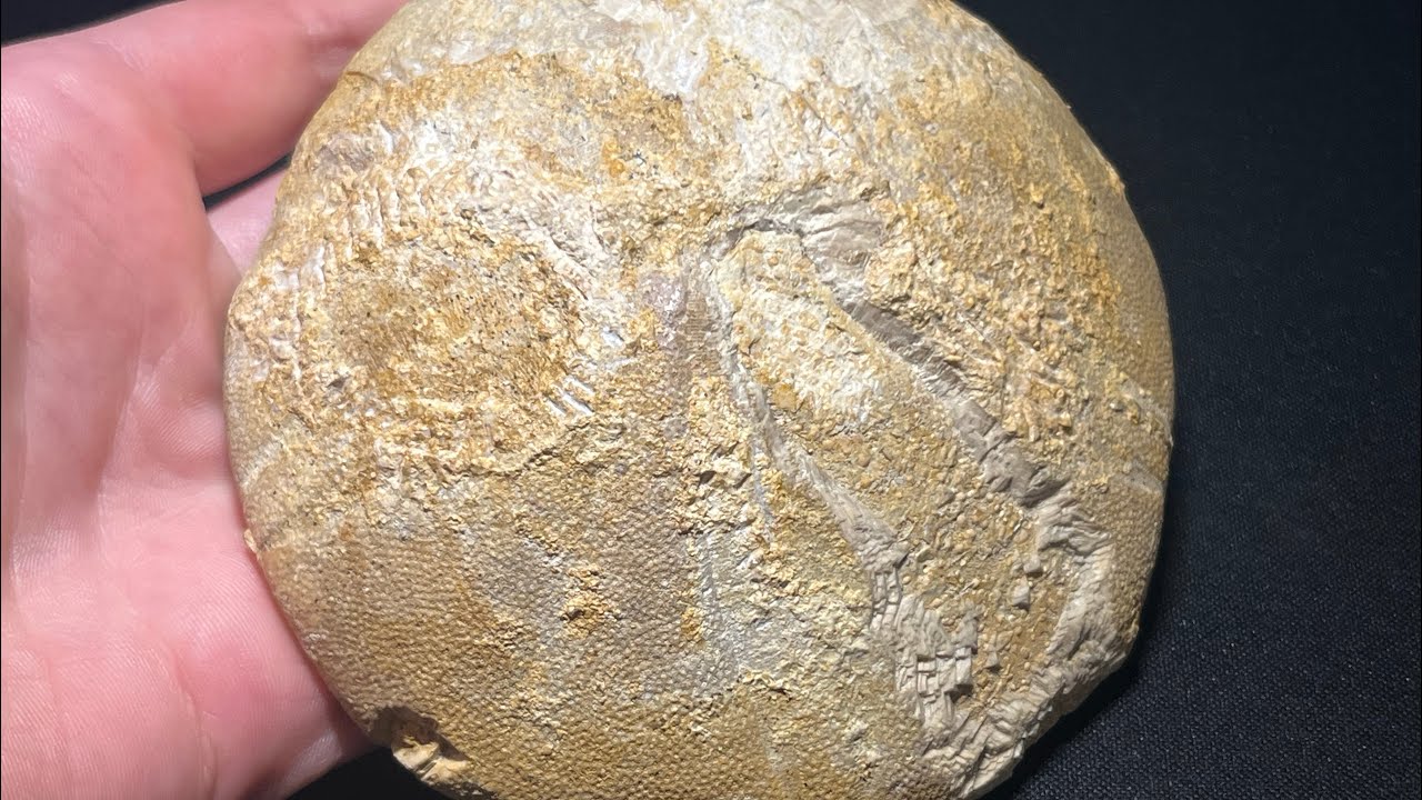 Sand Dollar Echinoid (Clypeus plotii) Fossil Preparation