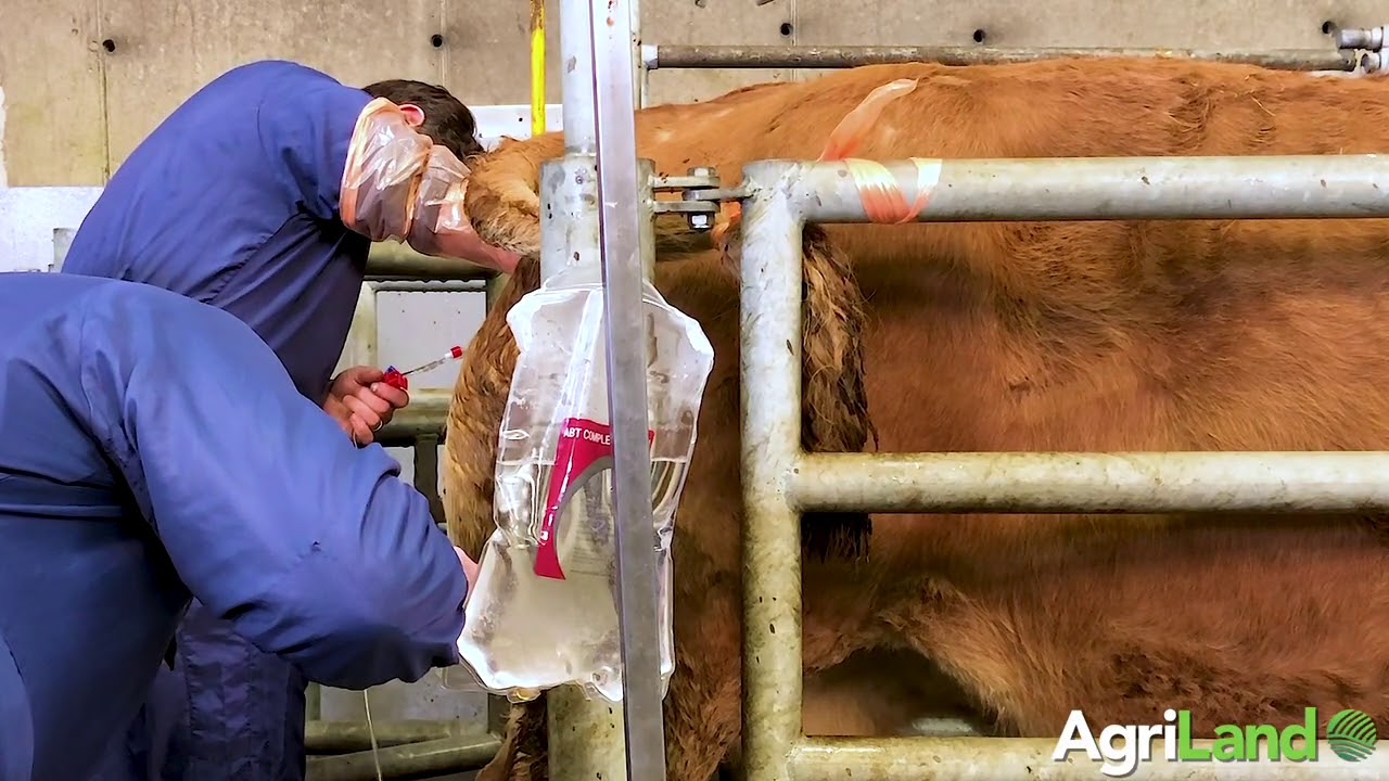 Flushing females and implanting embryos at Bovi Genetics