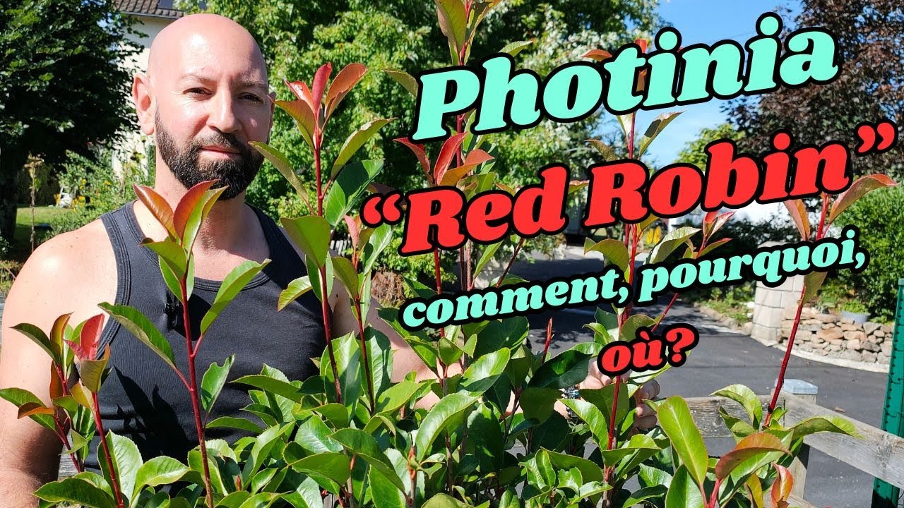 Le Photinia Red Robin