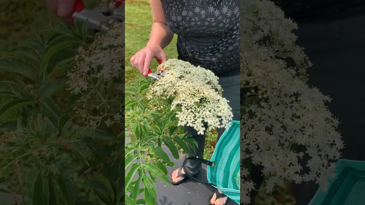 Making Medicine with Elderberry Flowers & Berries ~ Wild Muskoka
