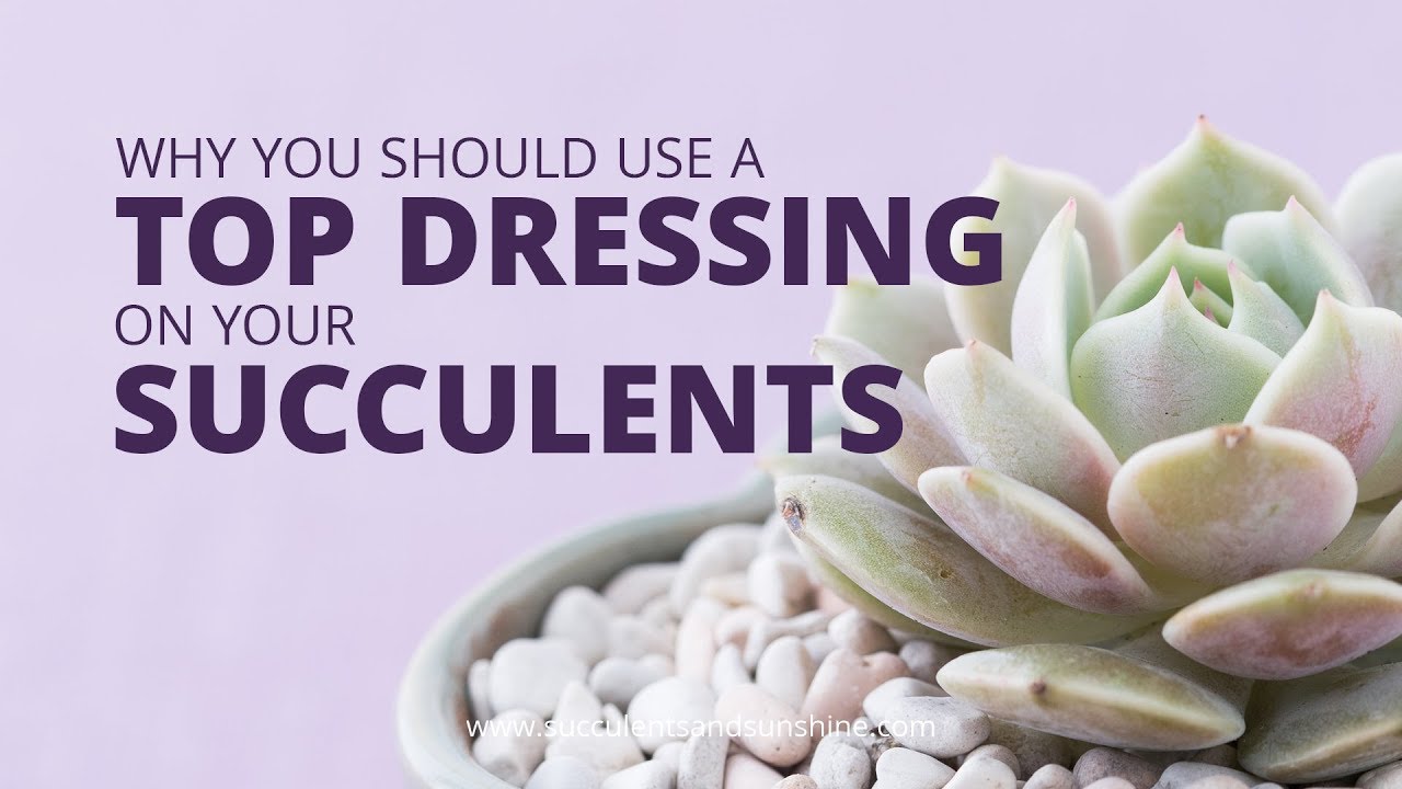 Why you should use a top dressing on your succulents | Succulents in Seconds