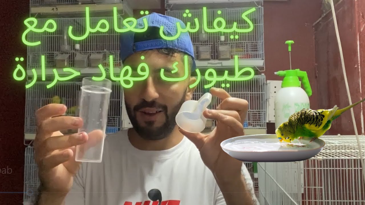 ها كيفاش تفادى موت طيورك في هاد حرارة العالية