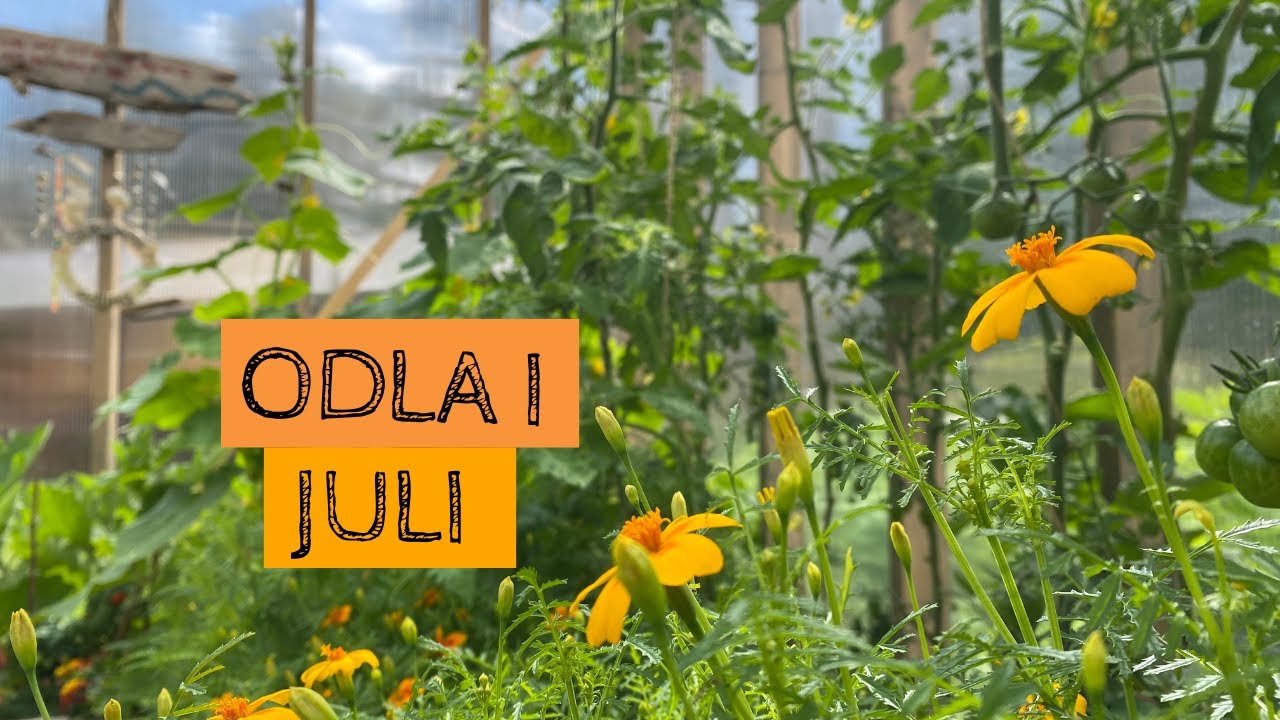 Odla i JULI - Alla bäddar är täckta med gräsklipp och regnet har gjort gott!