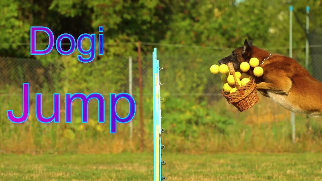 Tech in nature, Dog Jump, Working Dog, Dog actions, dog skills