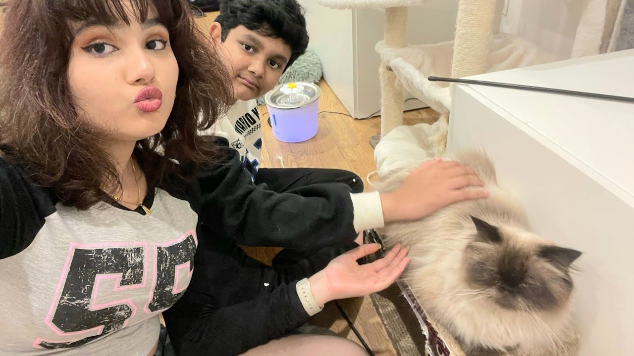 Vintage Cat cafe 🐈 😻 🐈‍⬛️ 1274 St Clair Ave West, Toronto ON