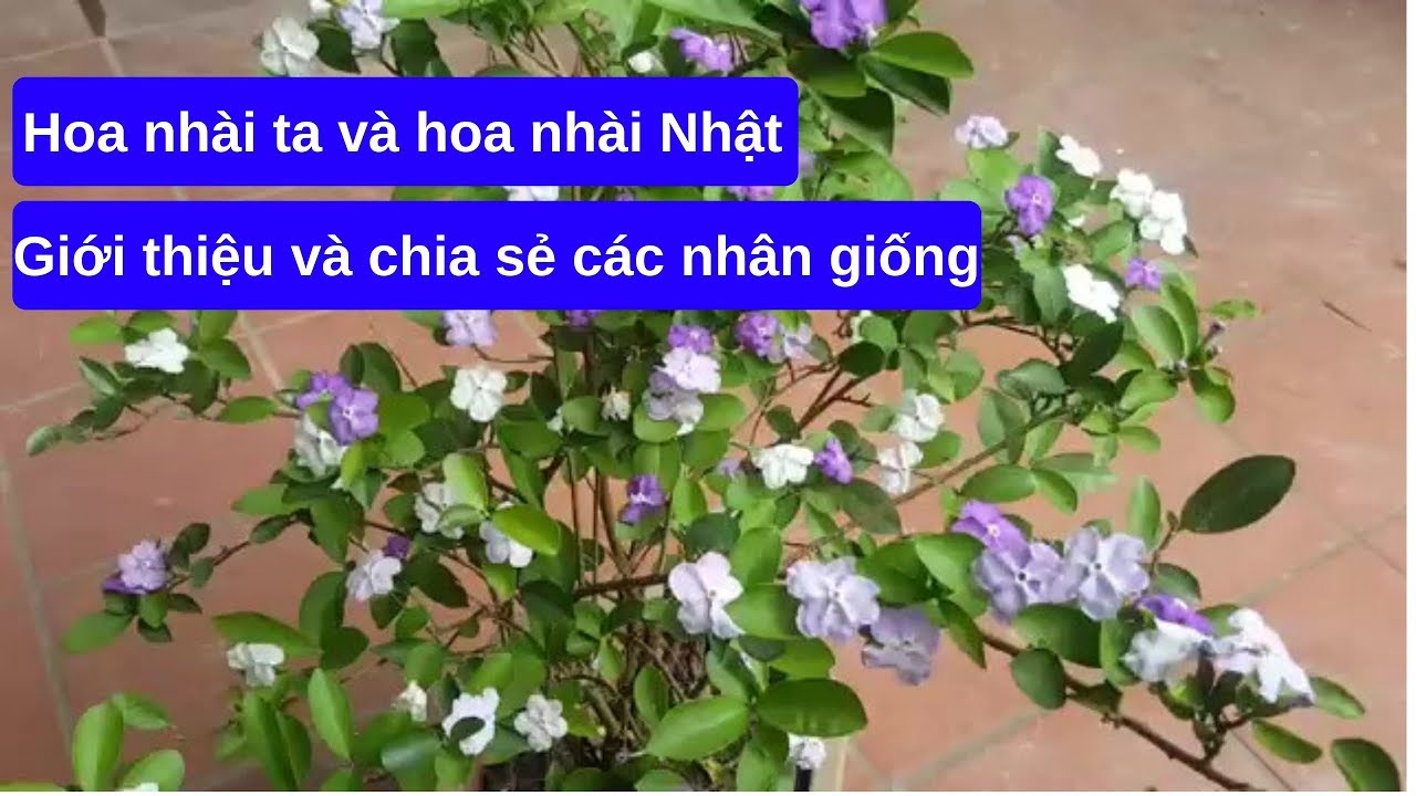 Giới thiệu và chia sẻ các nhân giống hoa nhài ta và hoa nhài Nhật
