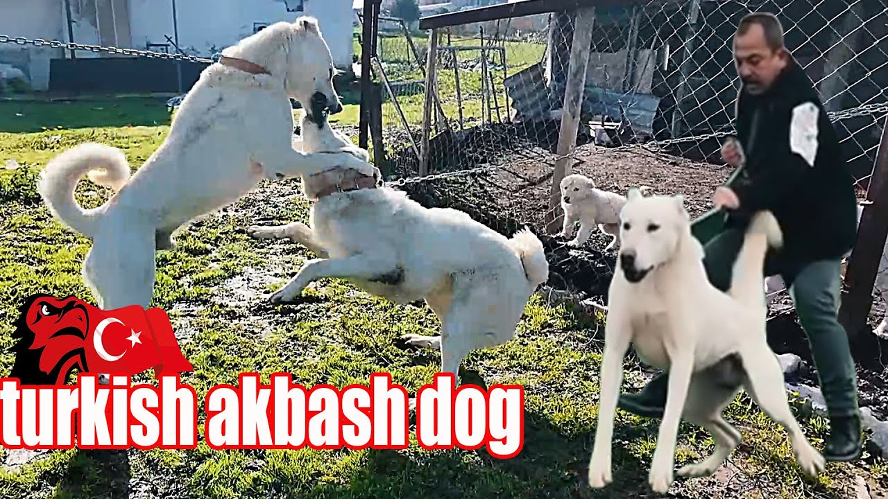 DEV AKBAŞ PROJESİ TURKISH AKBASH DOGS