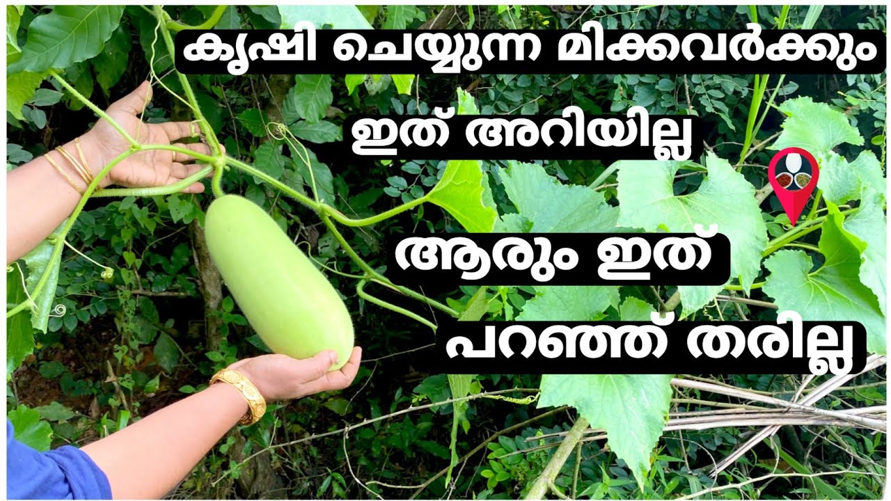 ഇത് വരെ ആരും പറയാത്ത രഹസ്യം | Jaiva krishi cultivation tips in malayalam | How to grow vegetables