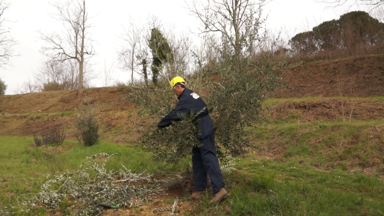 La potatura a vaso dell'olivo