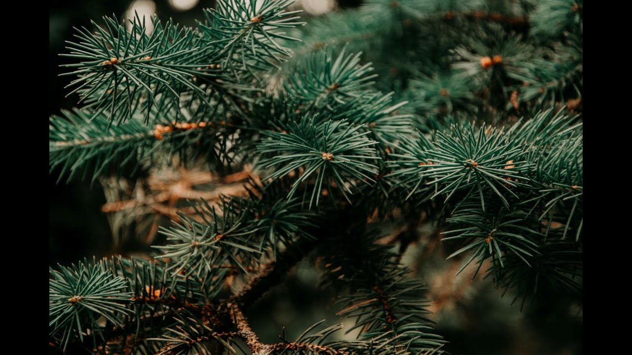 [F] Decorating The Tree (scenario)