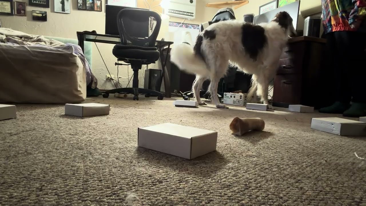 Scent Work Training on a Friday Night with Percy the Borzoi 