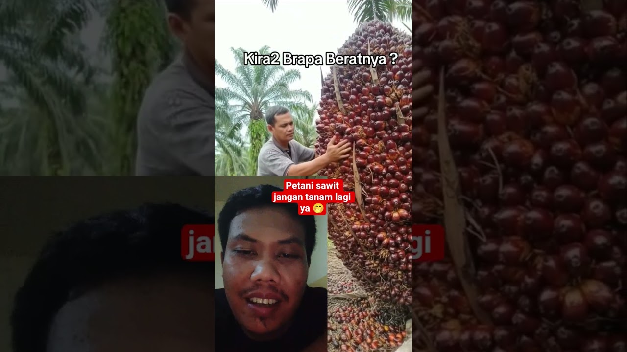 buah sawit super besar ini bisa sampai 500 kg 🤭 #buahsawitsuperjumbo #sawit #kelapasawit