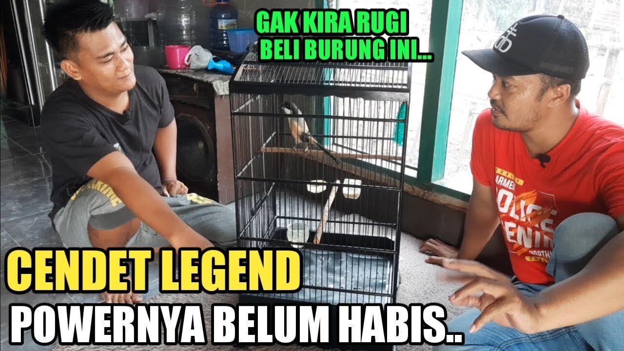 REVIEW CENDET OM YADIK, CENDET LEGEND PALING STABIL DI USIA 7 TAHUN