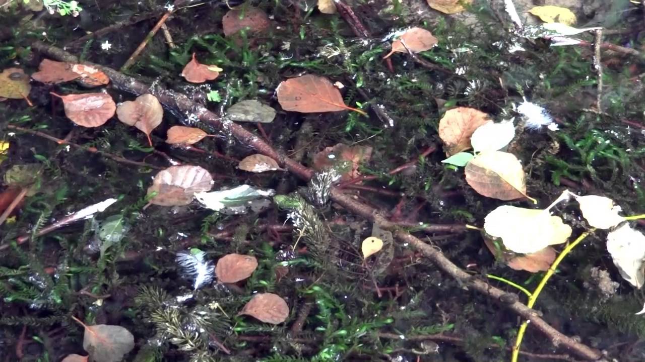 Giant Willow moss in nature (Fontinalis antiperytica var. gigantea). Mech zdrojek w naturze.