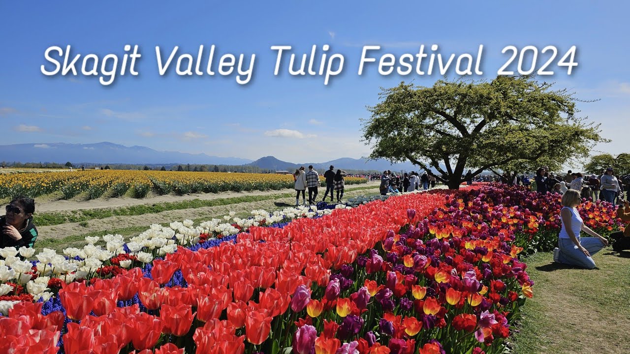 Skagit Valley Tulip Festival 2024  |   RoozenGaarde in Mount Vernon, Washington