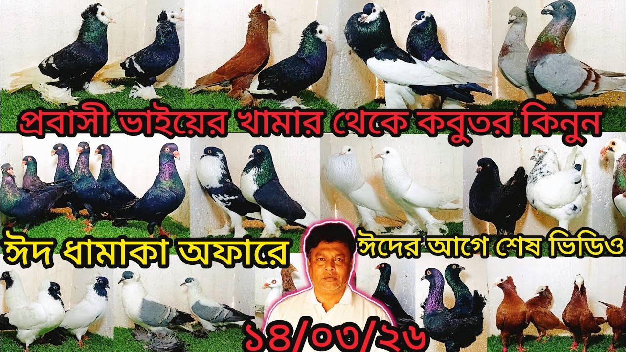 প্রবাসী ভাইয়ের খামার থেকে কবুতর কিনুন ঈদ ধামাকা অফারে | pigeon video | কবুতর |