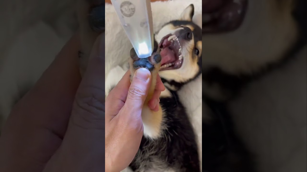 Doggy Spa Day 🐾 Bath and GroomingDog Grooming Routine | Clean & Happy Doggy 🛁🐶