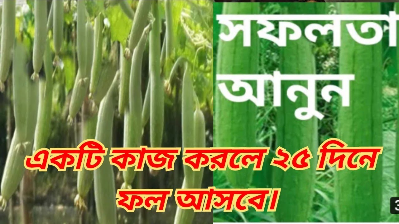 @ধুন্দল চাষ পদ্ধতি। হাইব্রিড ধুন্দল চাষ সঠিক পদ্ধতি করলে ২৫ দিনে ফলন আসবে।#krishi25