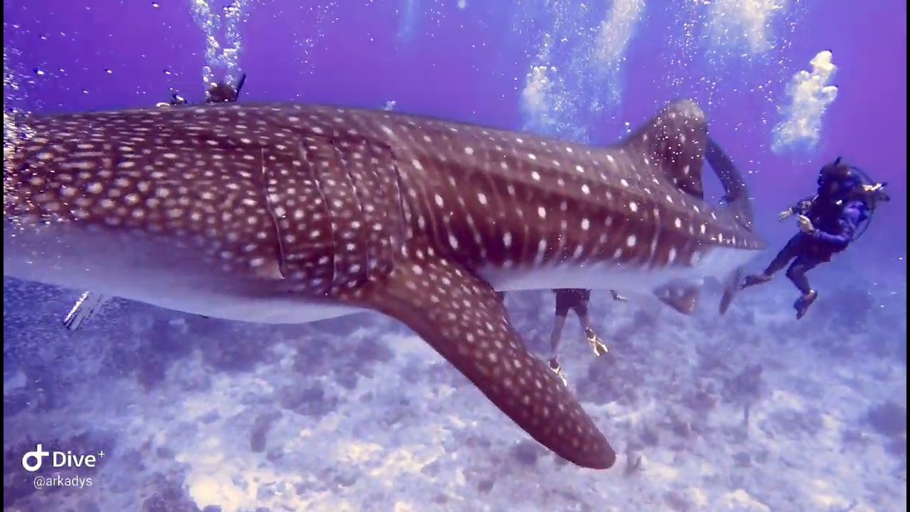 Whale Shark