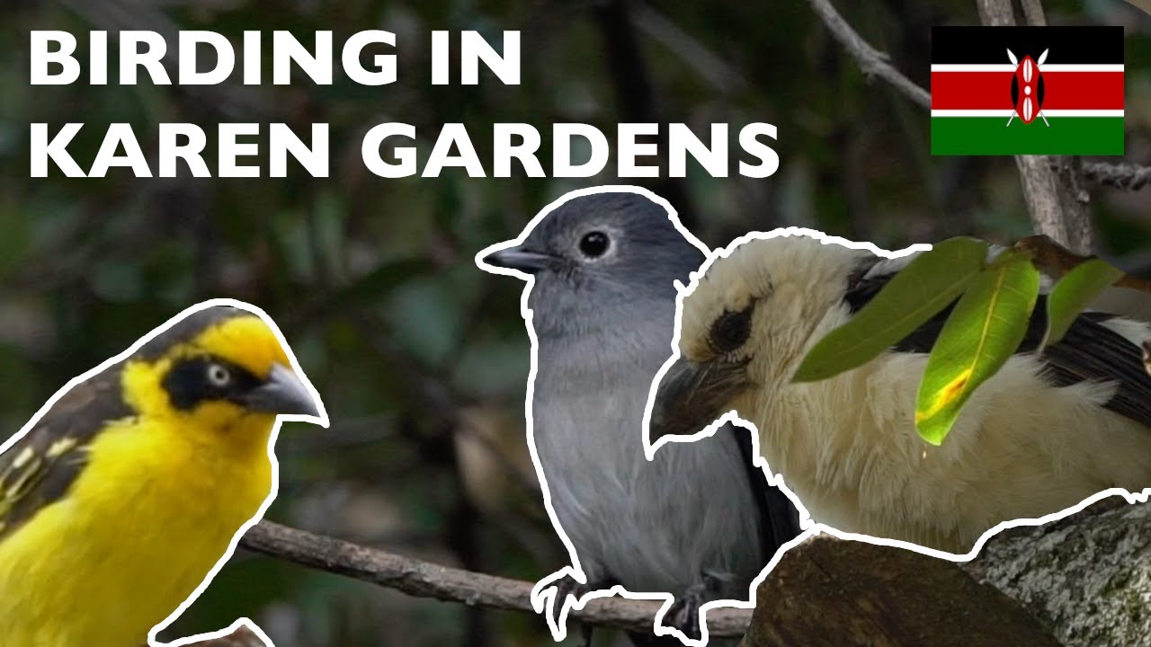 Epic Birding in the gardens in Karen in Nairobi, Kenya - Birding Diaries