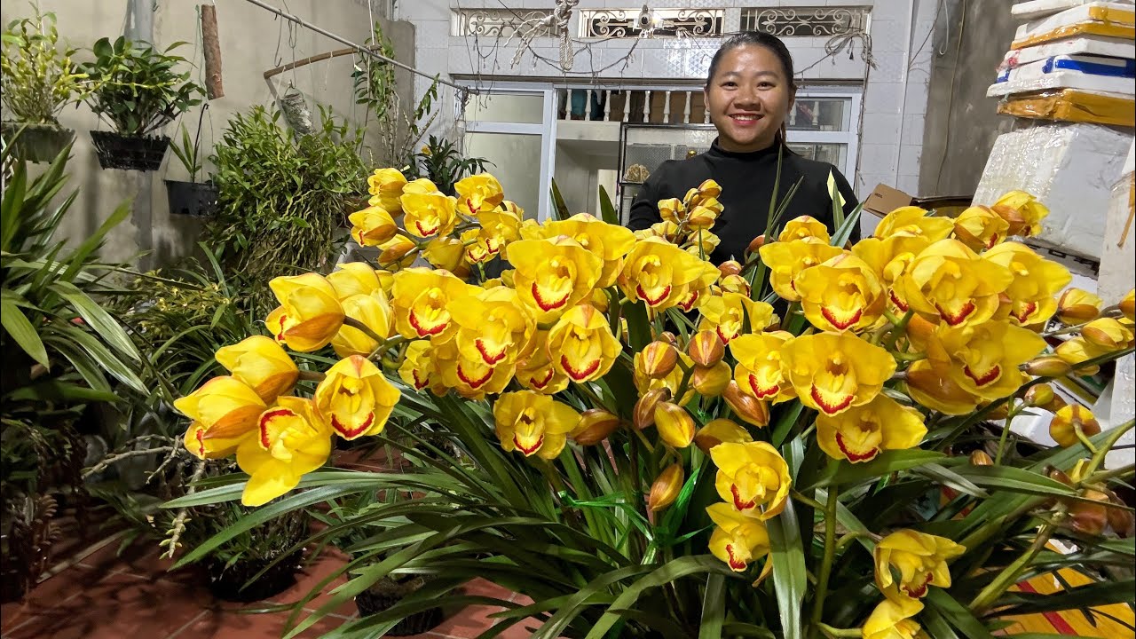 (29/1) EM HUYỀN LAI CHÂU BÁN PHONG LAN RỪNG THUẦN 0855402333