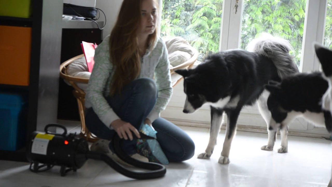 Contre conditionnement du chien au sèche cheveux / pulseur