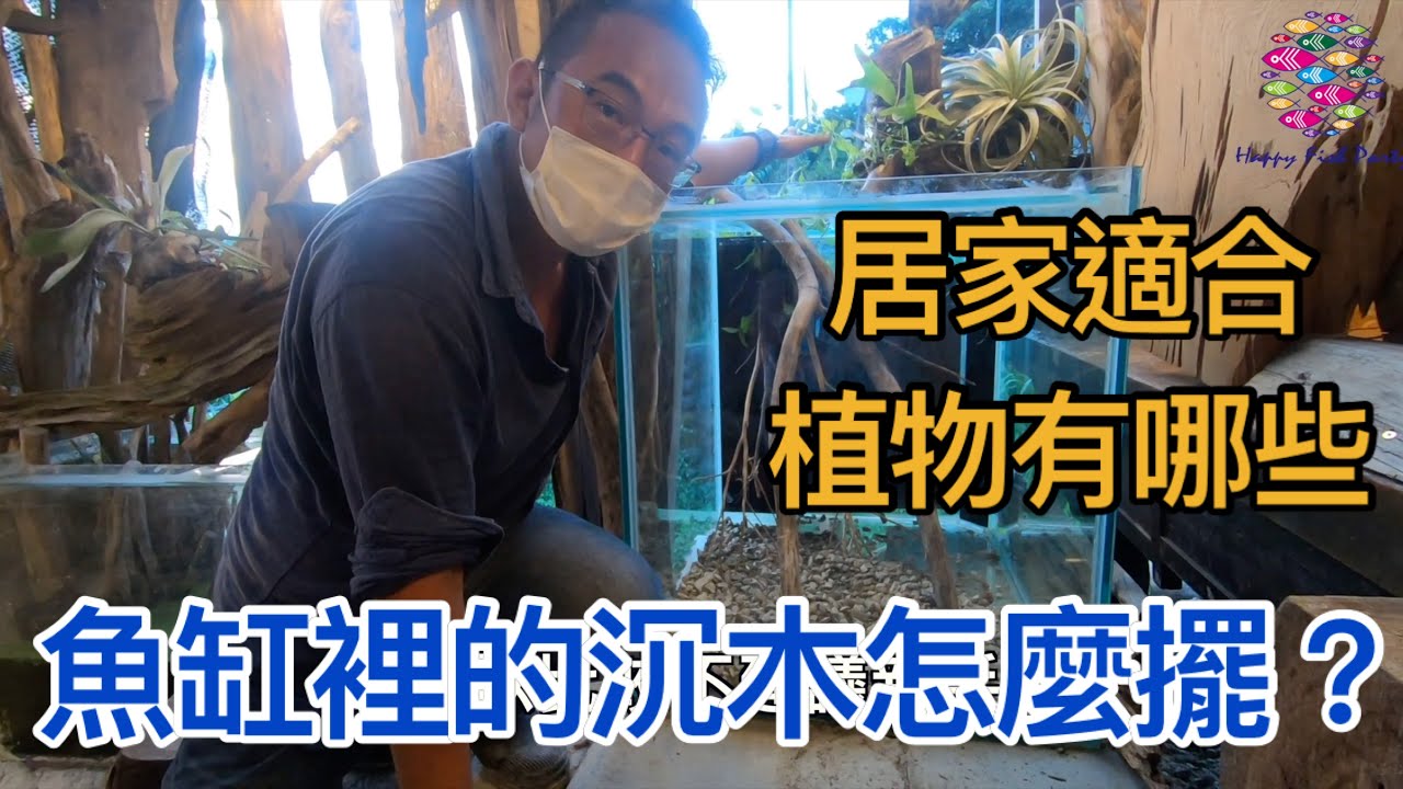 魚缸裡沉木決定你風格,沉木植栽的狂人教你如何擺好陳木,沉木擺得好除了會提升整體的美觀也會提供魚隻更好的生活空間,不同於種也有不同擺法唷,今天我們邀請澐譯景觀植物大師龍哥帶我們認識沉木與植栽的領域