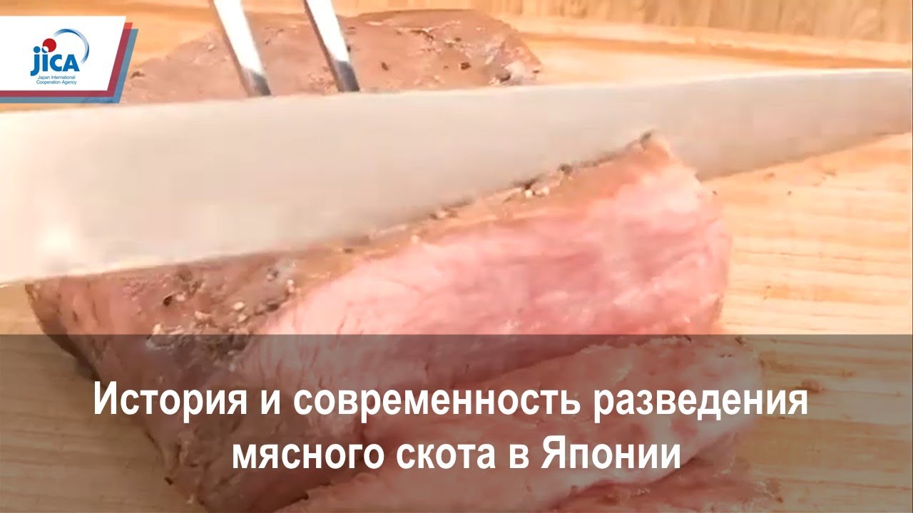 История и современность разведения мясного скота в Японии