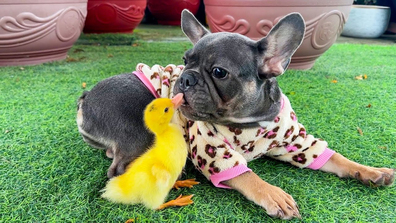 My dog ​​helps me take care of the ducklings | Funny Dog Video
