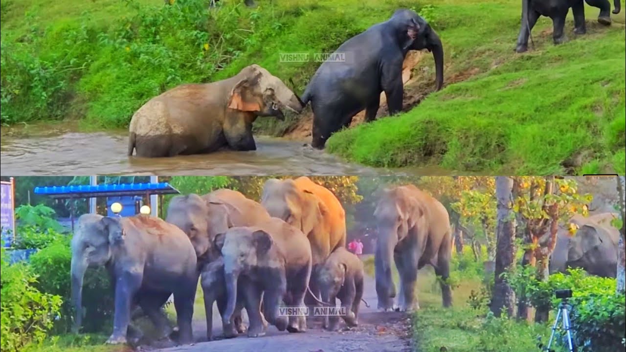 24 January 2026 #assam #animals 