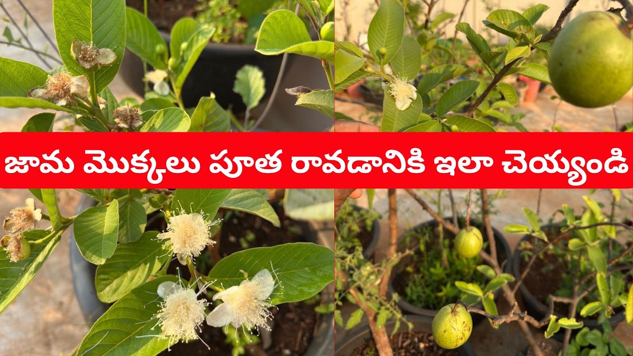 ఈ లిక్విడ్ తో ఎంత ఈల్డ్ వస్తుందో చూడండి #trending #garden #plants #guava #tips #viral #terracegarden