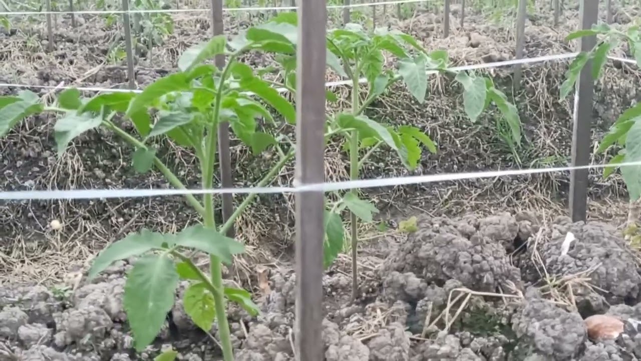tanam tomat tanpa mulsa bisa subur asalkan tanpa hama yg satu ini