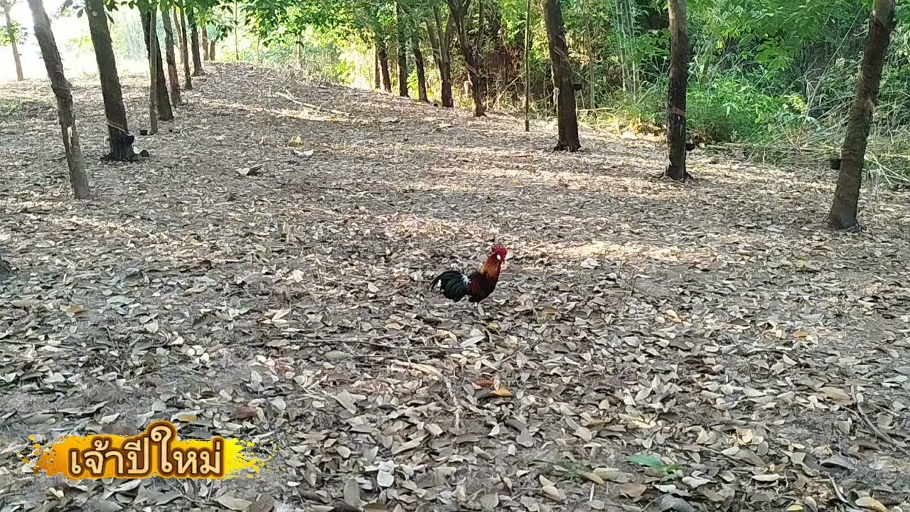 #ต่อไก่ป่า ep154 ไก่หนุ่มเข้าหมานๆครับ #chicken #birds #nature #animals 