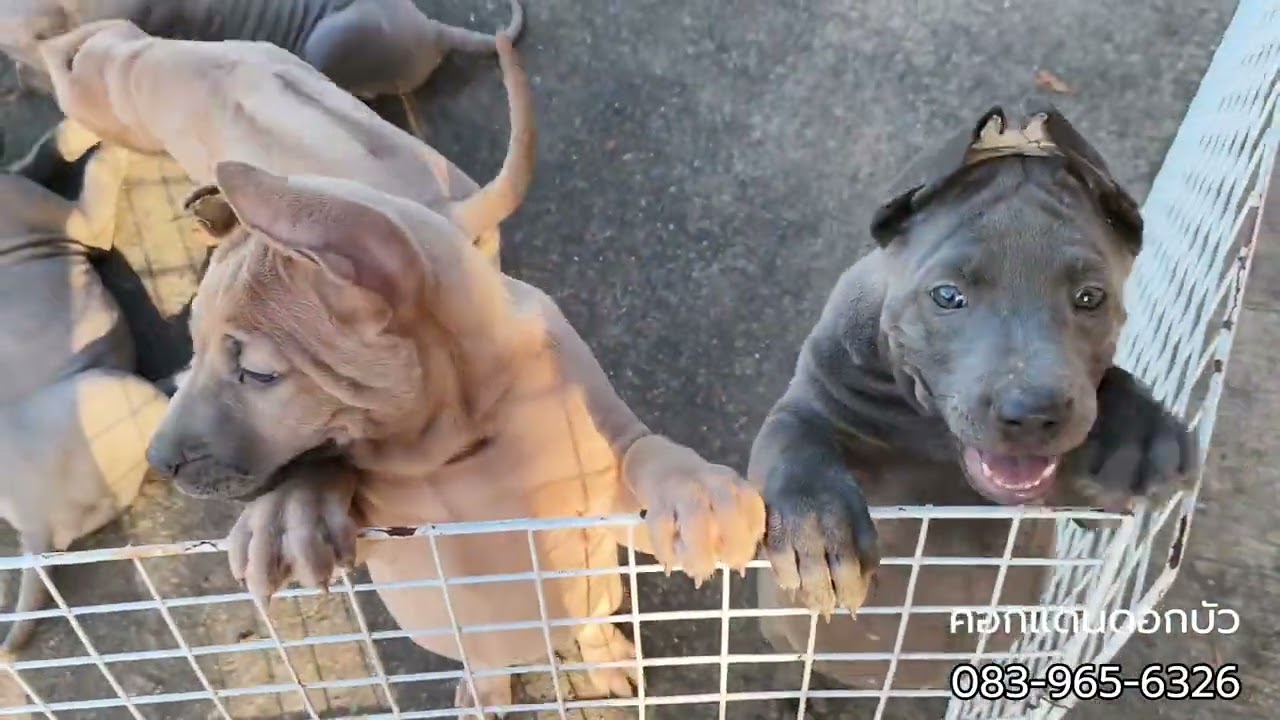 ลูกสุนัขไทยหลังอานสีสวาด&กลีบบัว 57 วัน #animals #doggielife #music #pets #puppy #foryou #funny 