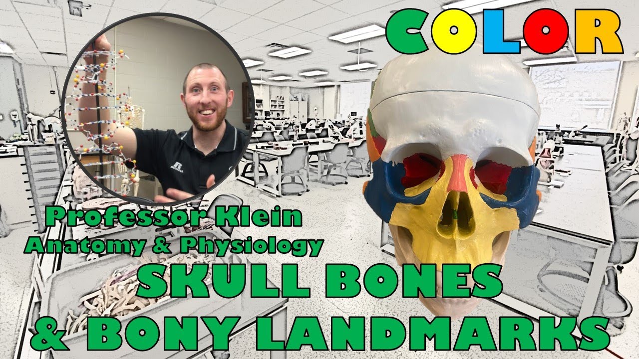 Skull in Color (Bones & Bony Landmarks)